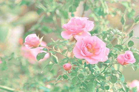 MKJ_pinknobara