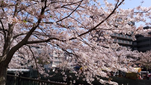 【2018】桜1