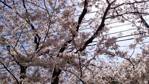 【2018】桜2