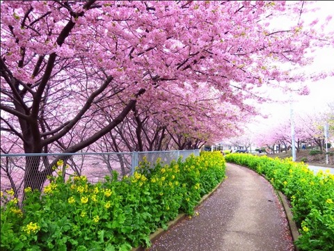 河津桜