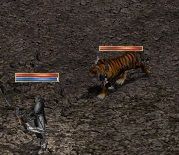 pet