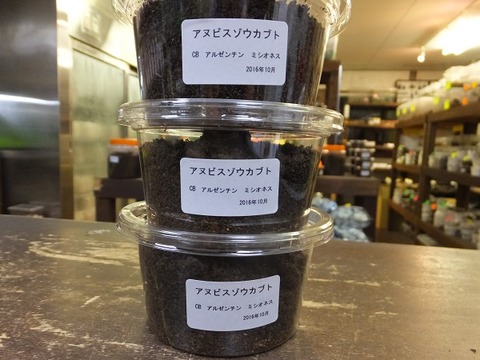 アヌビス