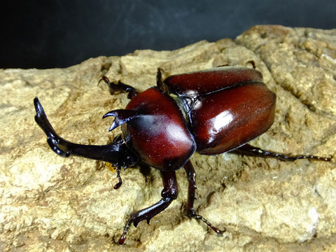 beetle-red-4