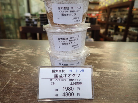 ゴードンR79.5
