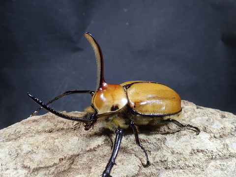 ポルテリ