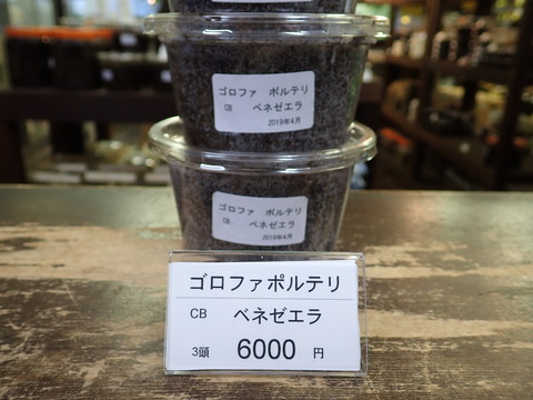 ポルテリ