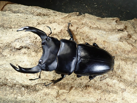 SR82