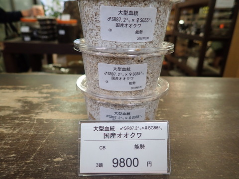 SR×SG3頭セット