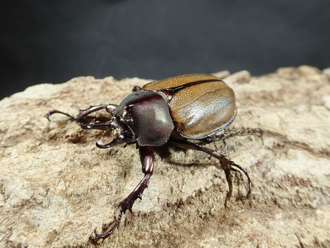 marugarita40-20190205