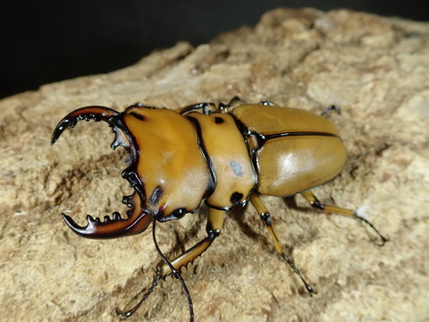 PB080099