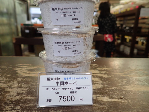 嵐×セブン