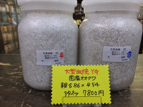 DSCF6646