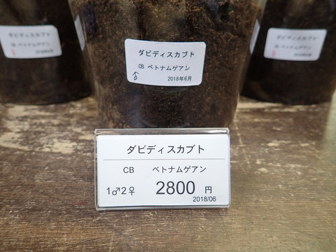 ダビィデス