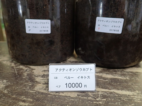 アクティオン