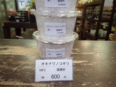 オキナワノコ