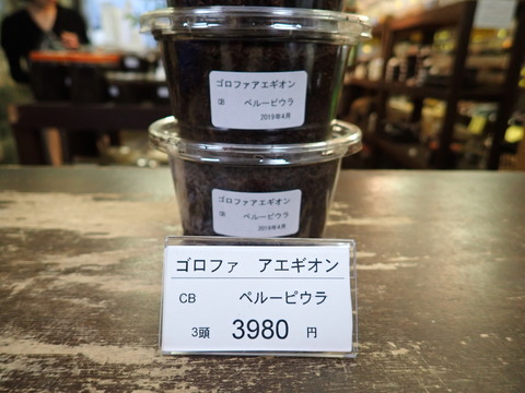 アエギオン