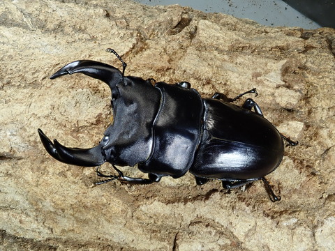 Sako72