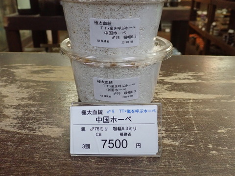 TTxarashi
