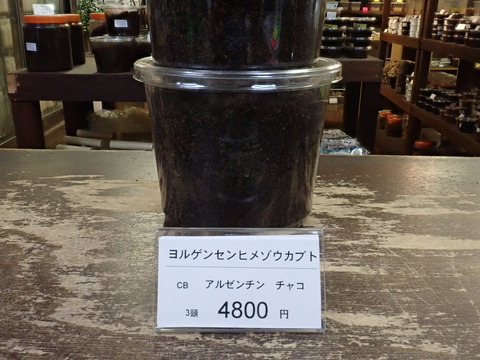 ヨルゲン