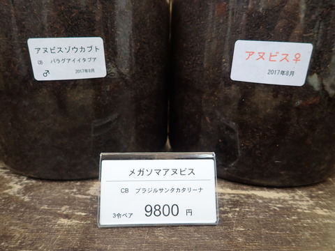 アヌビス