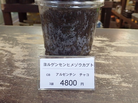 ヨルゲンセン