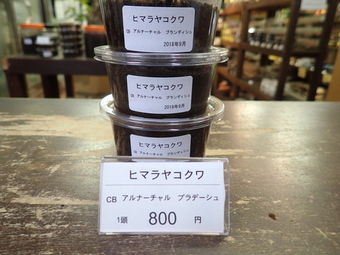 ヒマララコクワ
