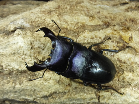 アマミヒラタ