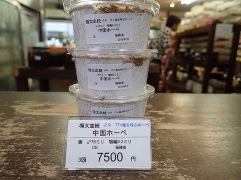 TT×嵐