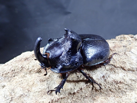 マルタバン