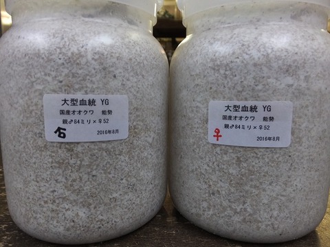 YGペア