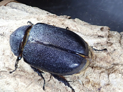 サタン♀