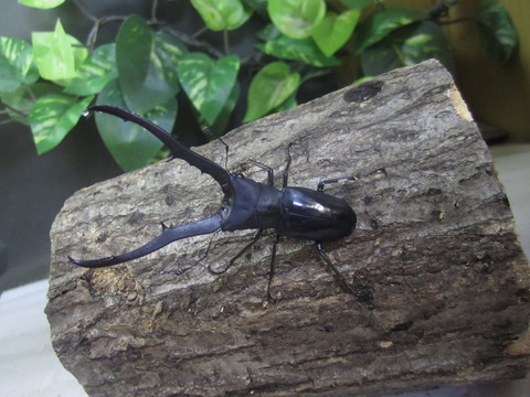 メタリブラック