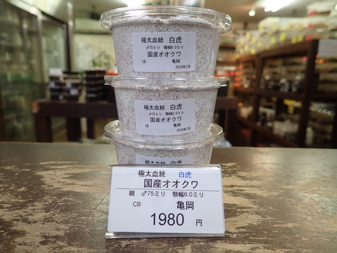 白虎75 6.0