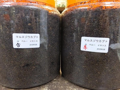 マルス