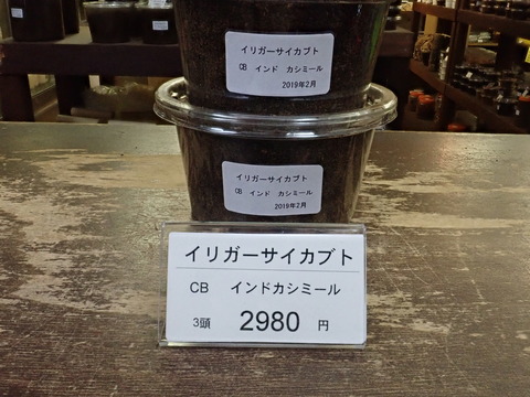 イリガー