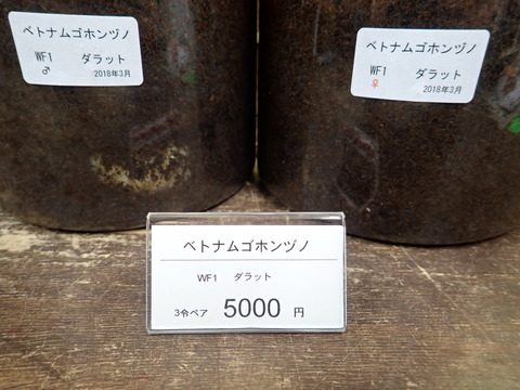 ベトナムゴホンヅノ