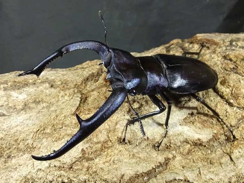 マンディブ-4