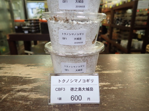 トクノシマノコ