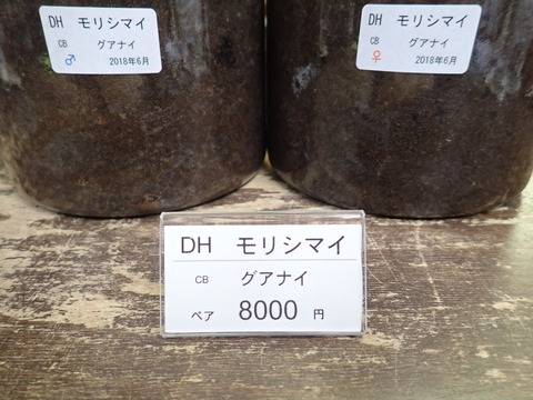 モリシマイ