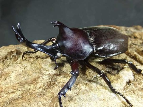 w-beetle-4