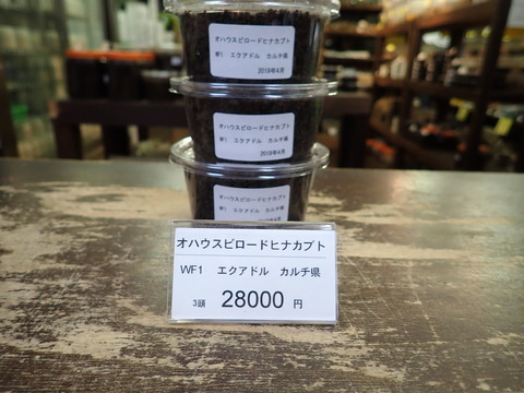 オハウスビロード