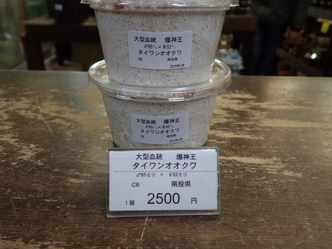 爆神王