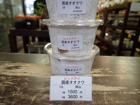 レッドアイオオクワ