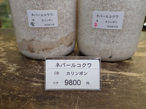 ネパールコクワ