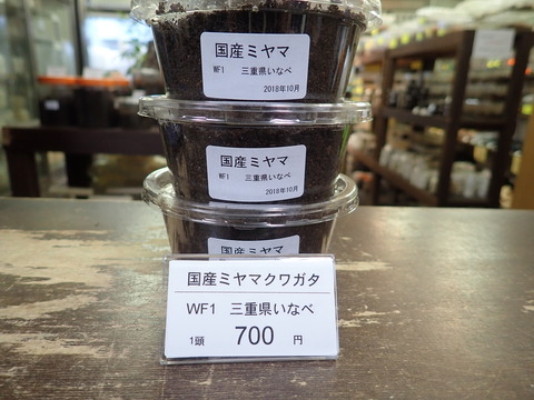 ミヤマ