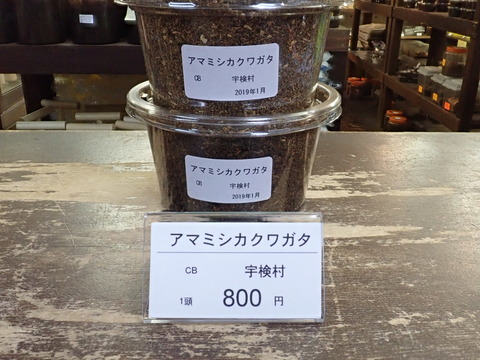 アマミシカ