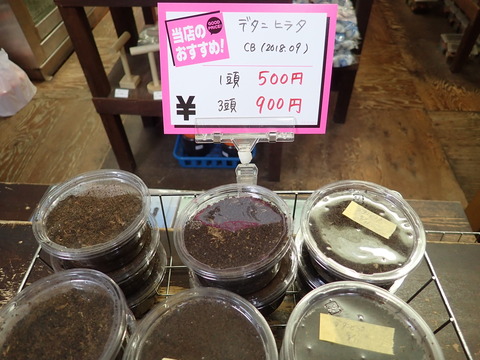 デタニヒラタ