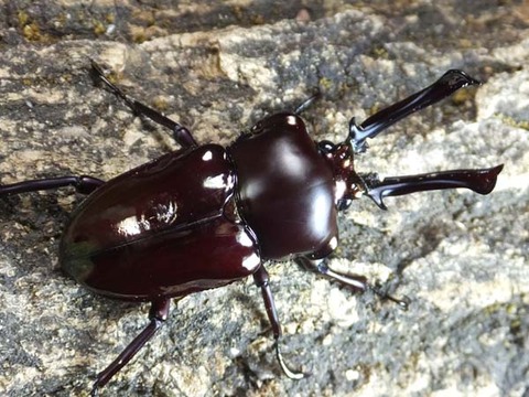 ニジイロクワガタの、完全 野外ワイルド品 ♂赤味 ♀黒化 カラフル☆ニジイロクワガタ : カブトクワガタ☆GLOBAL
