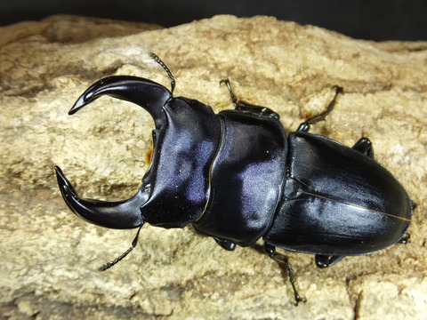 エキサイト29800