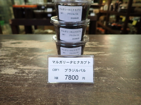マルガリータ